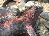 Galapagos 3-1-04 Espanola Punta Suarez Marine Iguanas Close Up
